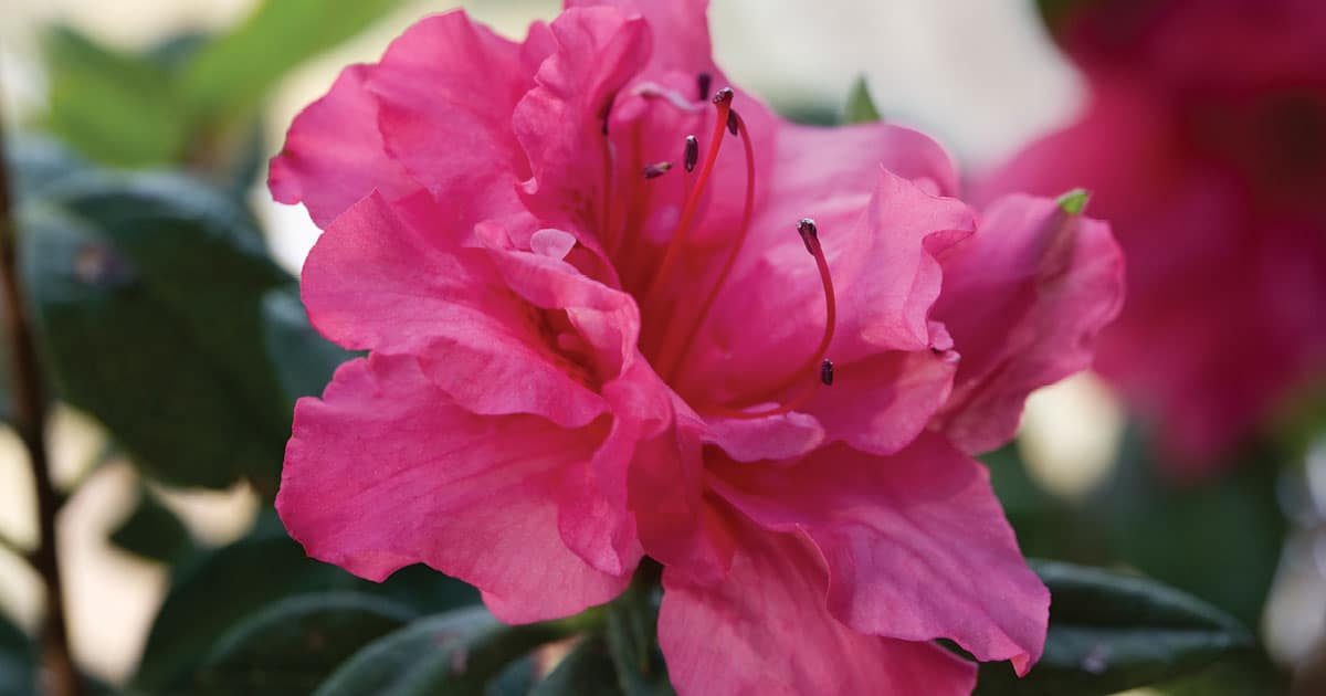 Encore Azalea pink close-up