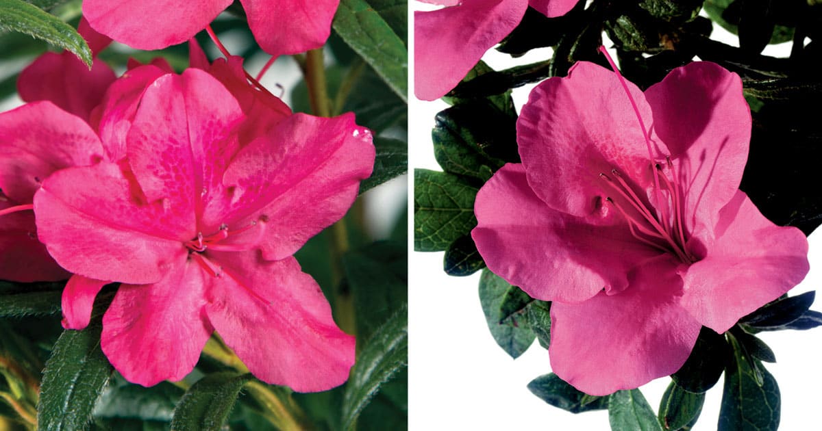 Encore Azalea pink collage