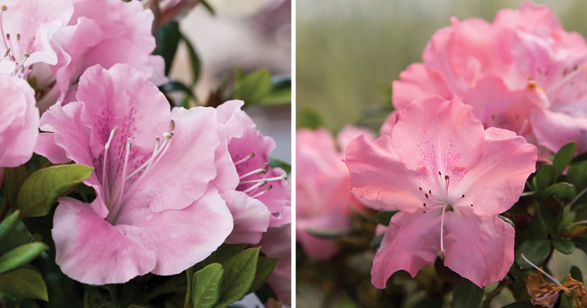 Encore Azalea pink collage