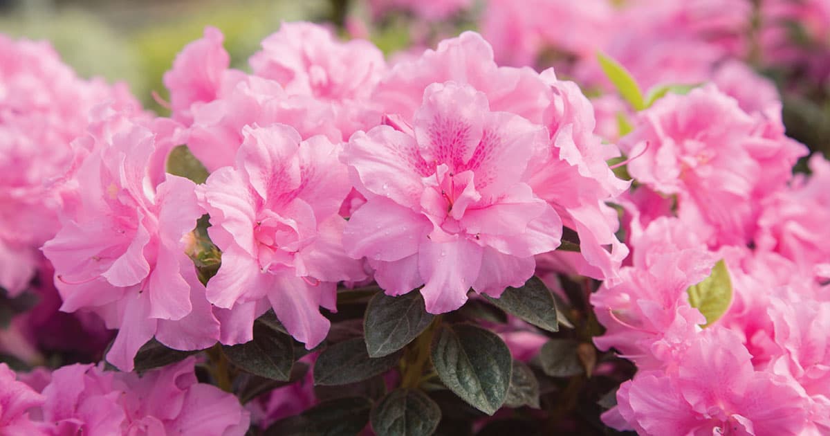Encore Azalea passionate for pink close-up